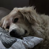 Boris op de Bank