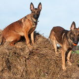 Foto van De Mecheltjes clan