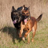 Foto van De Mecheltjes clan
