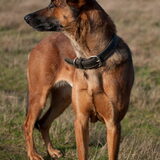 Foto van De Mecheltjes clan