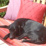onze blacky voor de eerste keer in onze tuin in de zomer