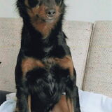 Foto van Petra,  *Lily Jane*   & Jip