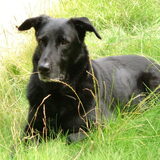 Mijn oude hond Spike 8 jaar geleden overleden. Is negen jaar geworden…