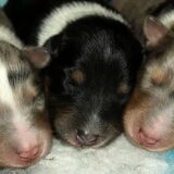 Pups 1 week oud