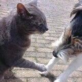 Samen spelen