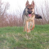 Foto van wolfwoman