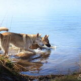 Foto van wolfwoman