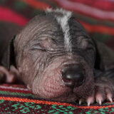 Foto van Peruaanse Naakthonden / Peludo's