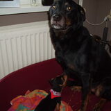 Hier was de kleine "draak" 2 dagen bij ons, Pluto moest nog erg wennen…