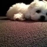 Mijn liefste hondje Louke :) ze is gwn perfect!! Ik zie me geen wereld…
