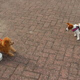 Foto van Inge, baasje van Gina, Flynn en Wobbe