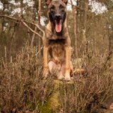 Foto van De Mecheltjes clan