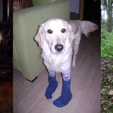 Blondie, Blondie en Tara. De 3 goldens in mijn leven. Eerste Blondie is…