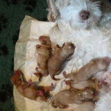 Mama Bella met haar doodle puppy's