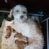 Bella en pups