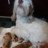 Mama Bella met haar puppy's