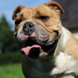 Onze eerste Old English Bulldog is "Famke". Famke is geboren…