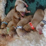 Puppy's!