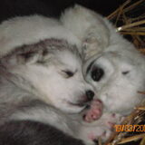 liefde