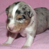 blue merle reu 2 weken