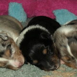 pups 2 weken oud
