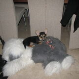 Samson op Samson :D