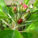 Lily Blossom