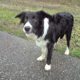 Foto van Robin
