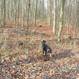 In het bos