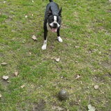 Lola en haar tennisbal (haar obsessie).