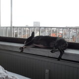 Lola ligt op de vensterbank omdat de verwarming aanstaat (lekker warm).