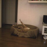 synchroon zwemmen in de mand.