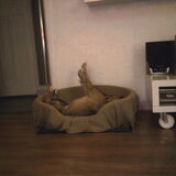 Solo Synchroon zwemmen in de mand.
