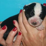 *Lizzy* puppy