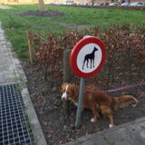 Foto van Sigrid, Sandy, Diva & Nala