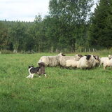 op het einde zag de kudde er zo uit! =)