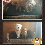 Foto van Inge, baasje van Gina, Flynn en Wobbe