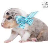Blue merle reu 2,5 week oud