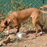 Podenco'tje(had mila's 2ling zus kunnen zijn)