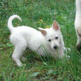 Luka als pup