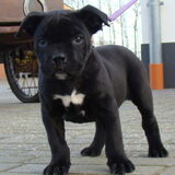 dolci, 7 weken oud