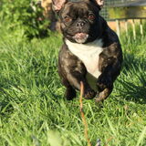 Foto van Ziva †, Bullie †, en Bandhu