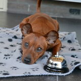 Foto van Pumba