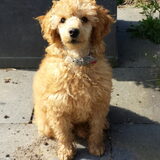 Flynn 10,5 weekjes oud
