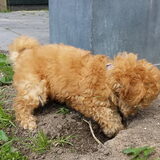 Foto van Inge, baasje van Gina, Flynn en Wobbe