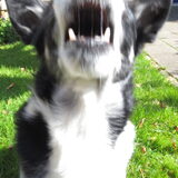Agressieve hond...
