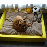 Foto van Daisy