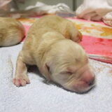 pup als derde geboren, donker blauw bandje weegt 418 gram