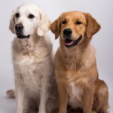 Foto van Golden Girls