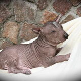 Foto van Peruaanse Naakthonden / Peludo's